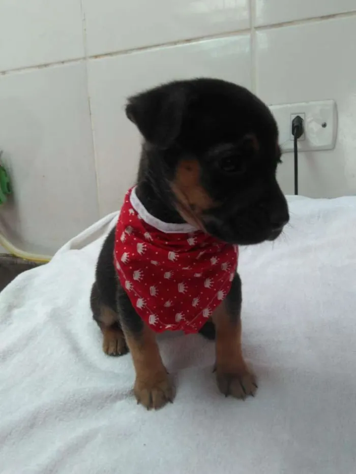 Cachorro ra a srd idade Abaixo de 2 meses nome tika 