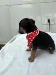 tika 