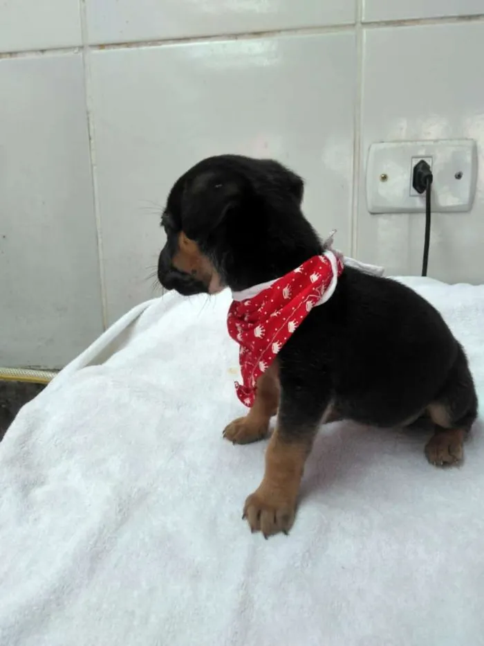 Cachorro ra a srd idade Abaixo de 2 meses nome tika 