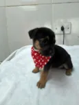 tika 