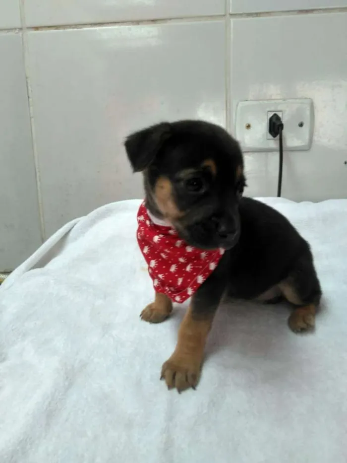 Cachorro ra a srd idade Abaixo de 2 meses nome tika 