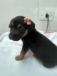 tika 