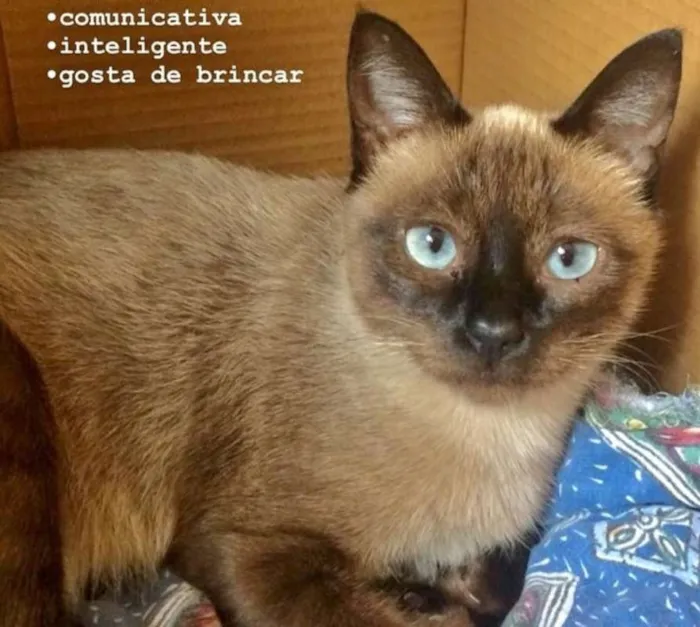 Gato raça Siamês idade 1 ano nome KIKA