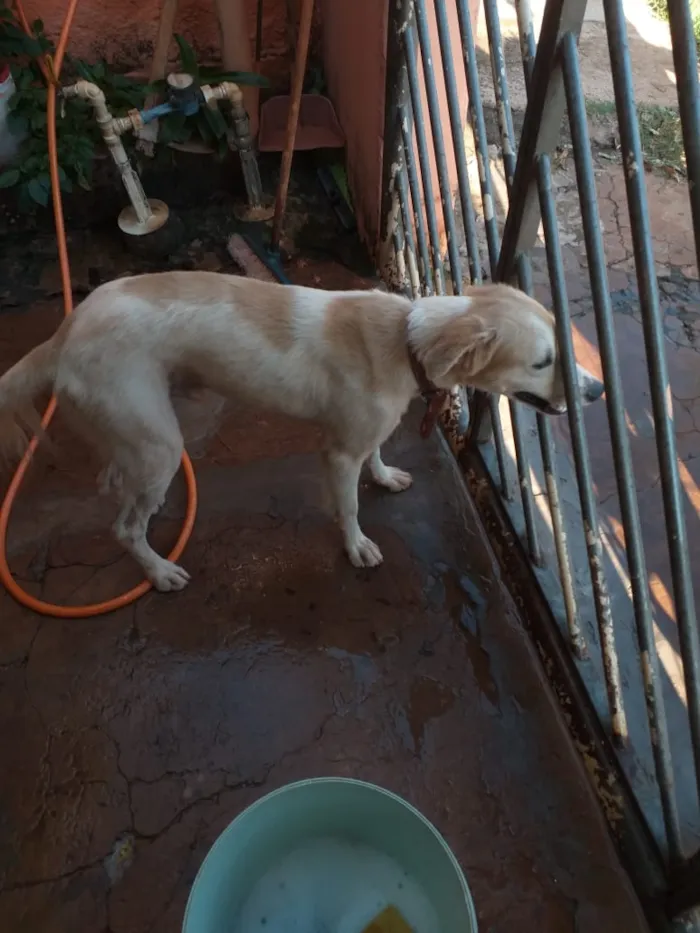 Cachorro ra a Vira lata idade 7 a 11 meses nome  Thor ,cratos ,pingo