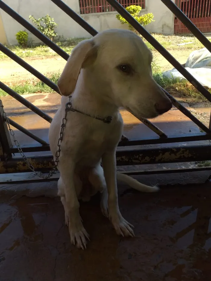 Cachorro ra a Vira lata idade 7 a 11 meses nome  Thor ,cratos ,pingo