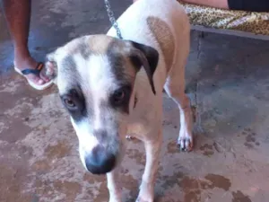 Cachorro raça Vira lata idade 7 a 11 meses nome  Thor ,cratos ,pingo