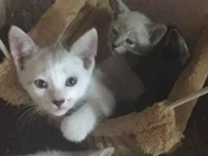 Gato raça SRD idade Abaixo de 2 meses nome Filhote de gato