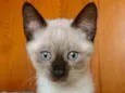 Gato raça Siamês idade Abaixo de 2 meses nome KIKO
