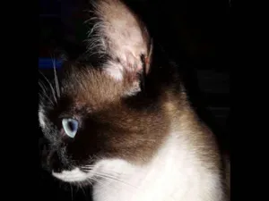 Gato raça Siamês  idade 1 ano nome Yuki