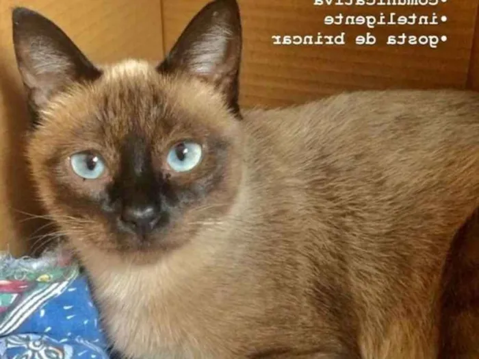 Gato raça Siamês idade 1 ano nome KIKA