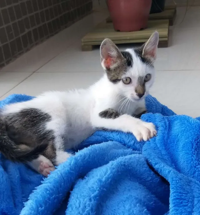 Gato ra a Vira-lata idade 2 a 6 meses nome Sem nome