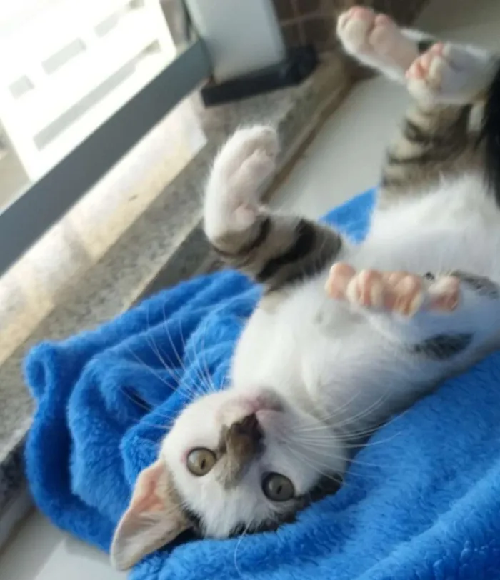 Gato ra a Vira-lata idade 2 a 6 meses nome Sem nome