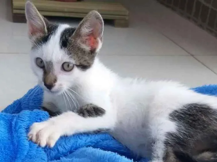 Gato ra a Vira-lata idade 2 a 6 meses nome Sem nome