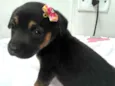 tika 