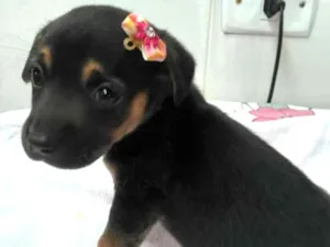 Cachorro raça srd idade Abaixo de 2 meses nome tika 