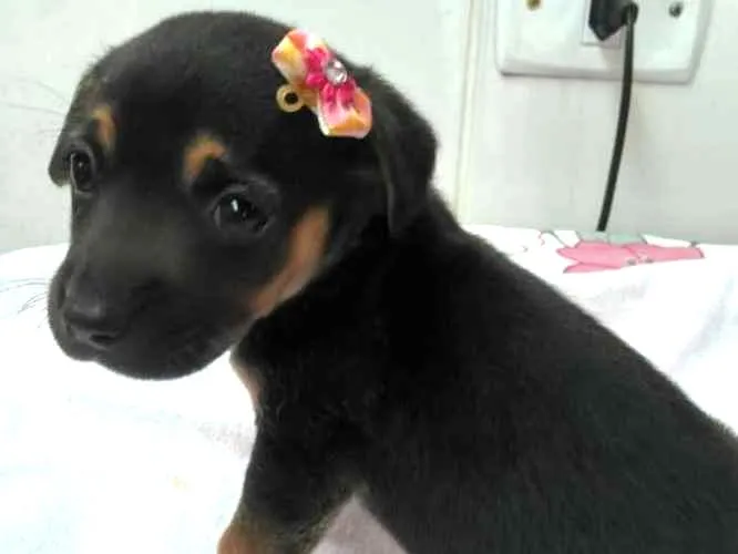 Cachorro ra a srd idade Abaixo de 2 meses nome tika 