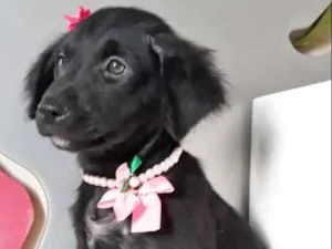 Cachorro raça SRD idade 2 a 6 meses nome LUCINDA