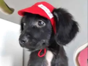 Cachorro raça SRD idade 2 a 6 meses nome LÚCIO