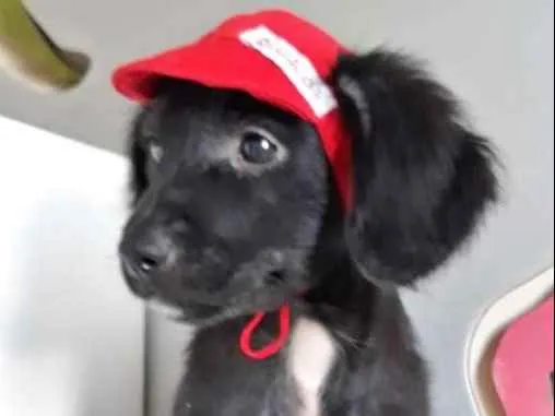 Cachorro ra a SRD idade 2 a 6 meses nome LÚCIO