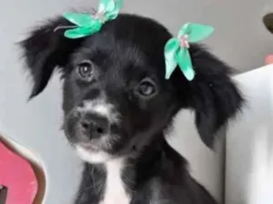 Cachorro raça SRD idade 2 a 6 meses nome LUZIA