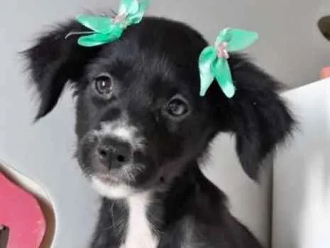 Cachorro ra a SRD idade 2 a 6 meses nome LUZIA
