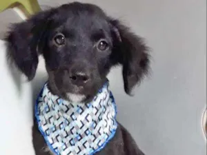 Cachorro raça SRD idade 2 a 6 meses nome LUISINHO