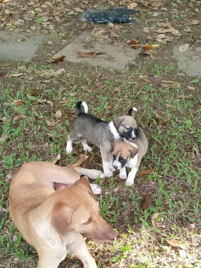 Cachorro raça SRD idade 2 a 6 meses nome Dudu é bolinha