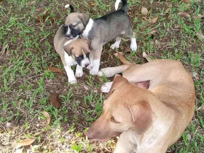 Cachorro raça SRD idade 2 a 6 meses nome Dudu é bolinha