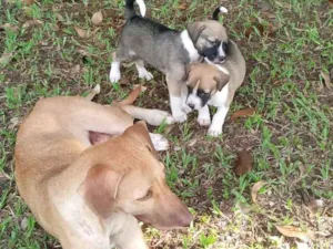 Cachorro raça SRD idade 2 a 6 meses nome Dudu é bolinha