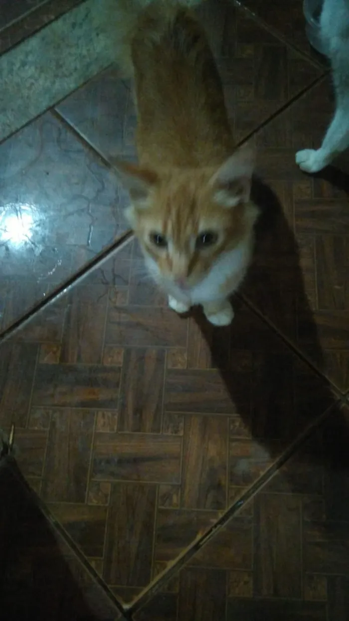 Gato ra a  idade 2 anos nome Machinho nego e bebe