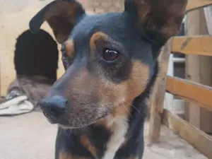Cachorro raça vira lata idade 6 ou mais anos nome Menino