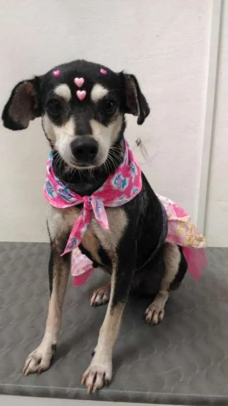 Cachorro ra a SRD idade 5 anos nome Maria
