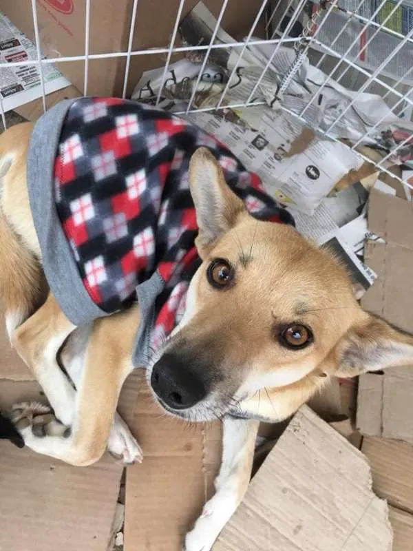 Cachorro ra a SRD idade 3 anos nome Kyra