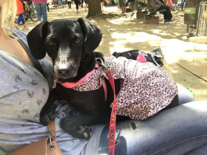 Cachorro ra a srd idade 2 anos nome Bombom