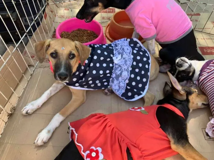 Cachorro ra a srd idade 2 a 6 meses nome Meninas