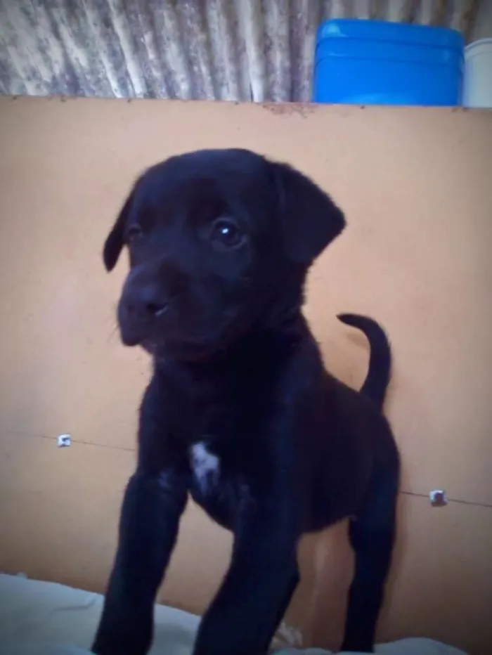 Cachorro ra a Sim/raça definida idade 2 a 6 meses nome Linda