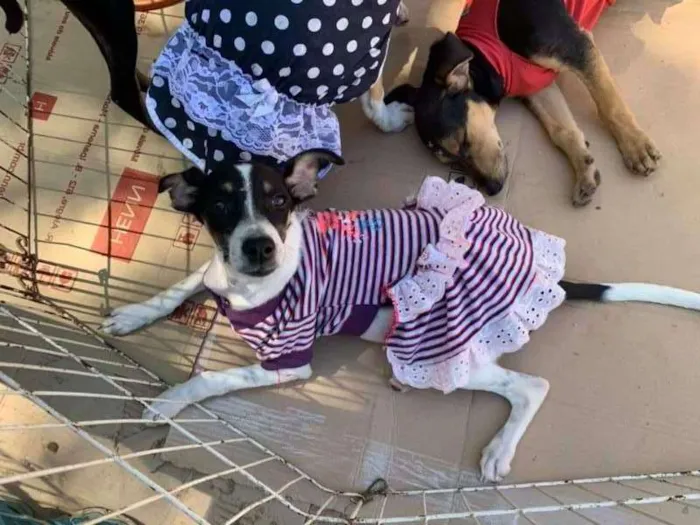 Cachorro ra a srd idade 2 a 6 meses nome Meninas