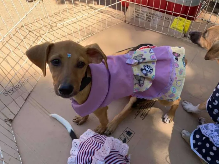 Cachorro ra a srd idade 2 a 6 meses nome Meninas