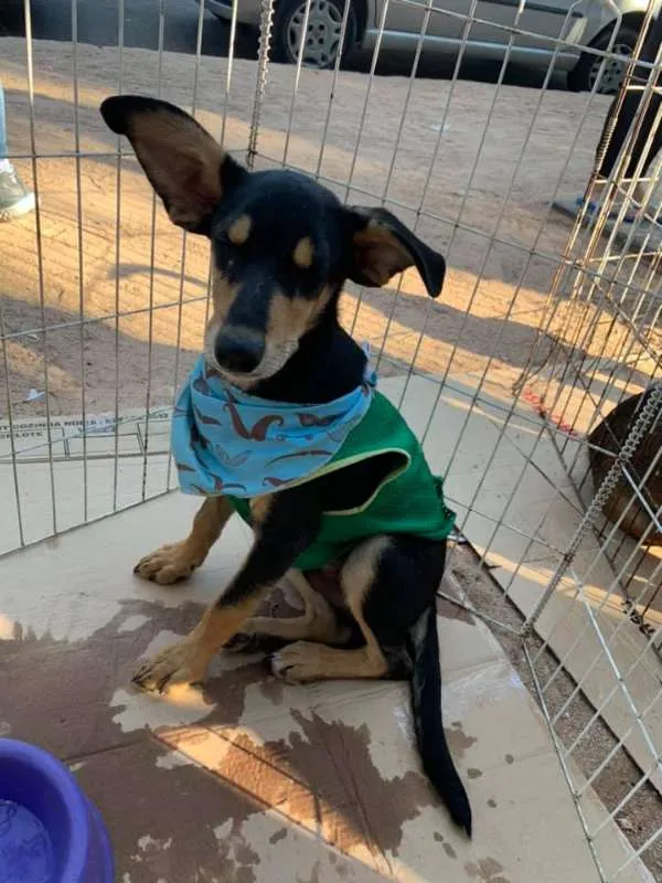 Cachorro ra a srd idade 7 a 11 meses nome zoreia