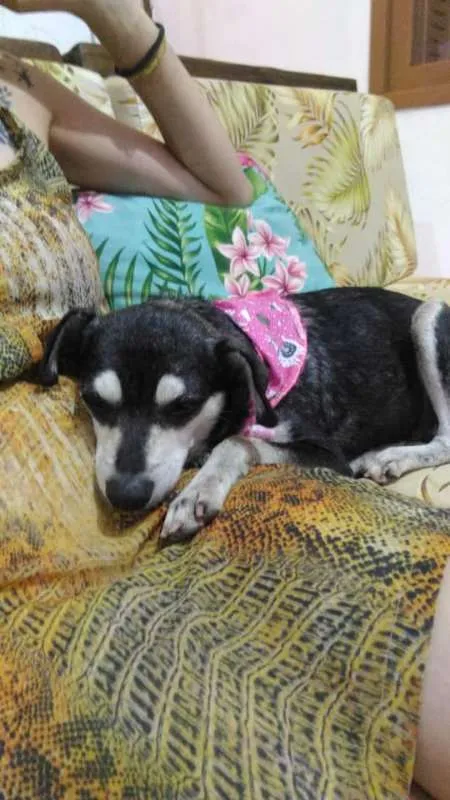 Cachorro ra a SRD idade 5 anos nome Maria