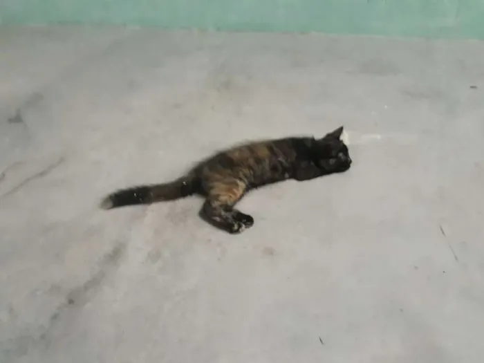 Gato raça  idade 2 a 6 meses nome Pretinha