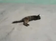 Pretinha