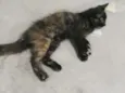 Pretinha