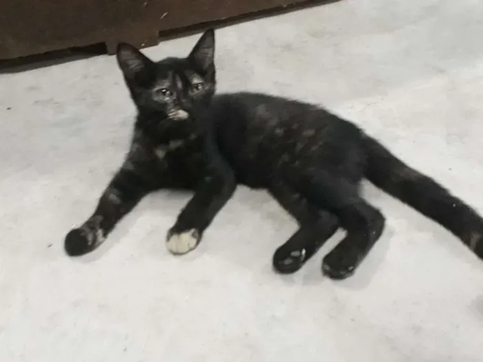 Gato raça  idade 2 a 6 meses nome Pretinha