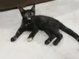 Pretinha