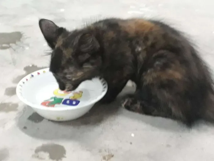 Gato raça  idade 2 a 6 meses nome Pretinha