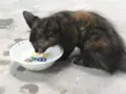 Pretinha