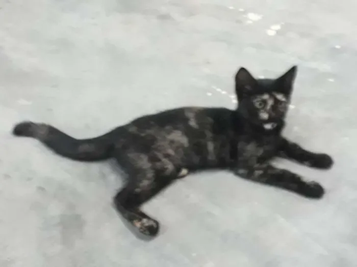 Gato raça  idade 2 a 6 meses nome Pretinha
