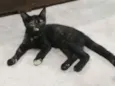 Pretinha