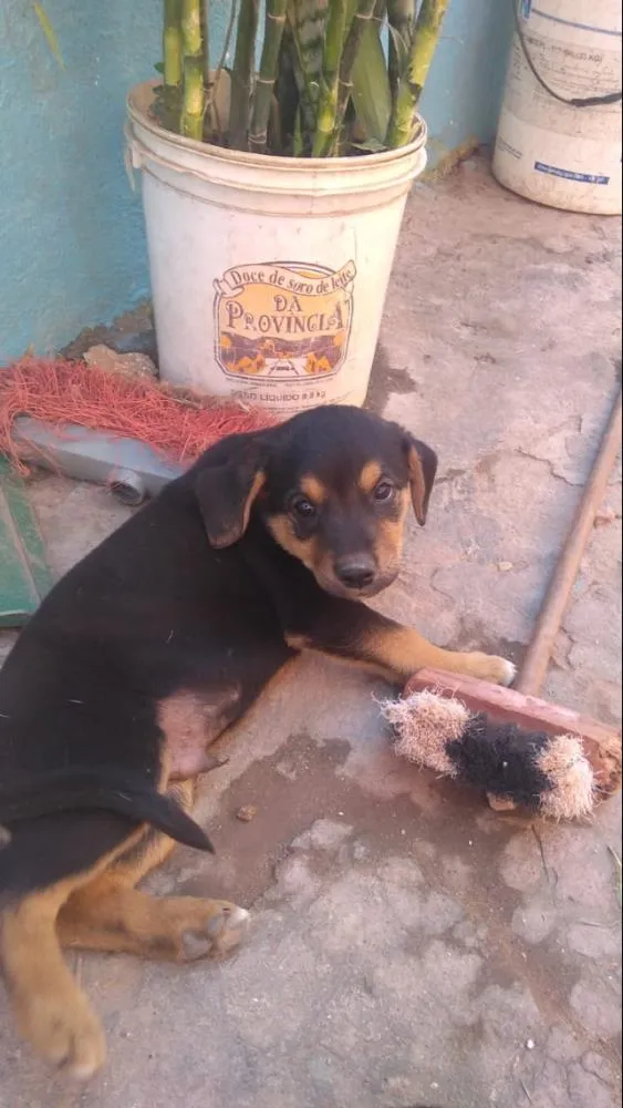 Cachorro ra a Vira lata idade Abaixo de 2 meses nome Gigi